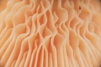 Waarom mycelium de toekomst is van duurzaam interieur