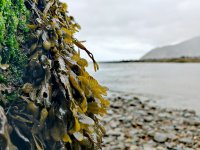 Zeegras van het strand isoleert straks je muren