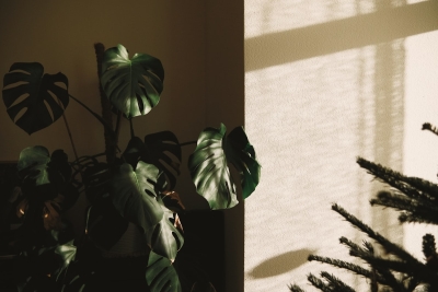 Waarom biophilic design je huis én je hoofd rustiger maakt