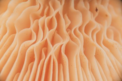 Waarom mycelium de toekomst is van duurzaam interieur