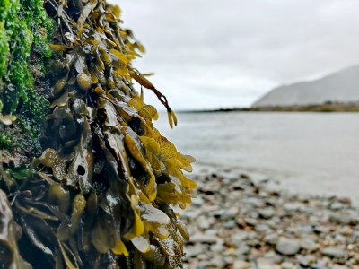 Zeegras van het strand isoleert straks je muren