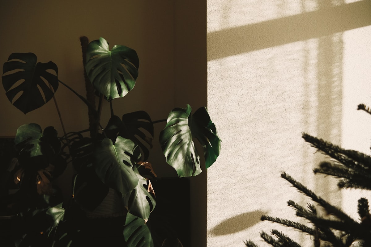 Waarom biophilic design je huis én je hoofd rustiger maakt